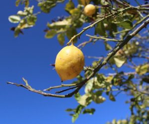 Qué sitios son famosos para visitar en Huércal de Almería