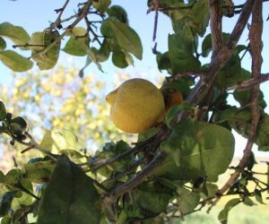 Qué monumentos visitar en Trebujena