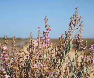 Qué monumentos visitar en Mairena del Aljarafe
